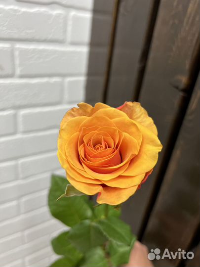 Букет голландских роз