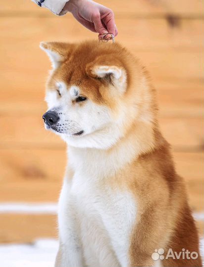 Жених для ваших девочек