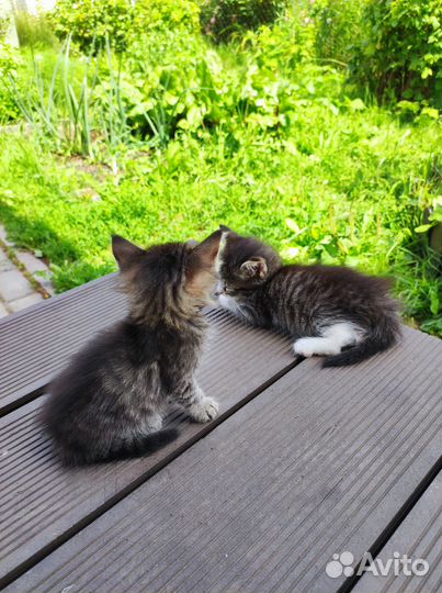 Котята в добрые руки бесплатно