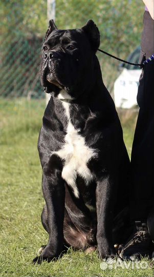 Уход за животными