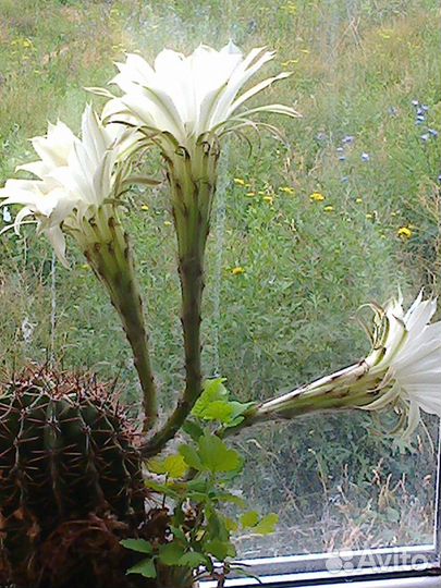 Цветы комнатные.Кактусы для посадки,отростки