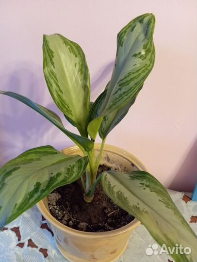 Аглаонема сильвер бей