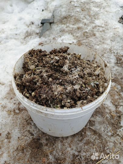 Перепелиный помет