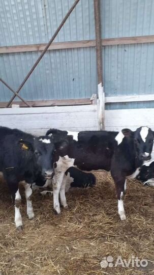 Бычки на откорм