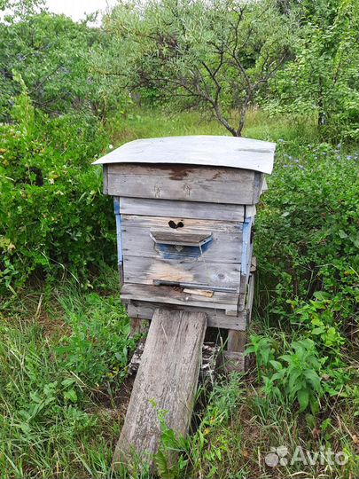 Улей с пчелами, пассика