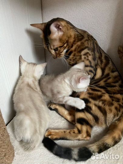 Котятата Бенгалы