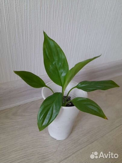 Комнатные растения