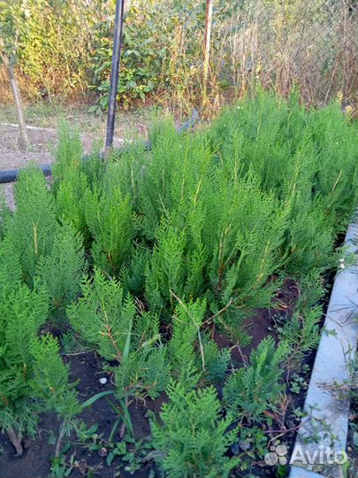 Туя колоновидная