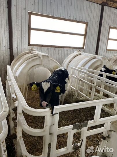 Бычки. Телята