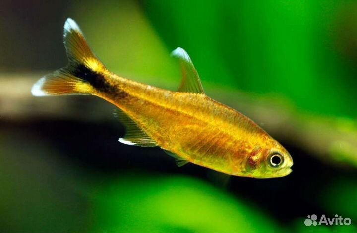Аквариумные рыбки Тетра медная