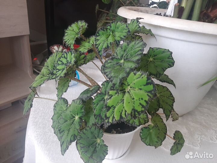 Комнатные цветы