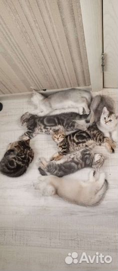 6 котят мраморные и шиншиллы