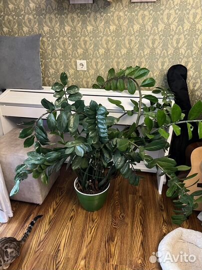 Замиокулькас денежное дерево цветок цветы
