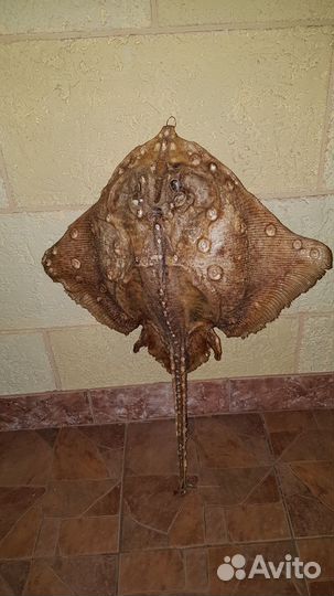 Чучело рыбы.ската