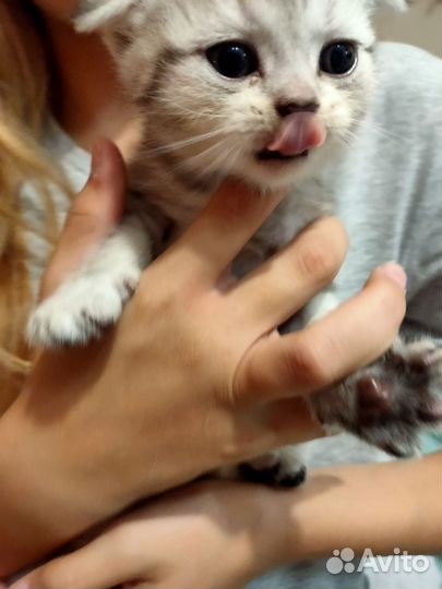 Шотландская