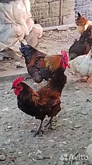 Петухи