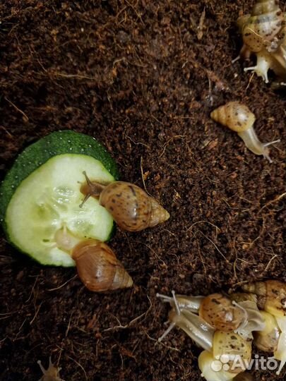 Улитки ахатины