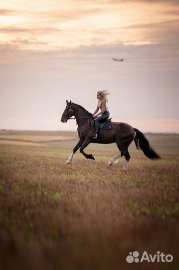 Фототосессия/видеосъёмка с лошадьми