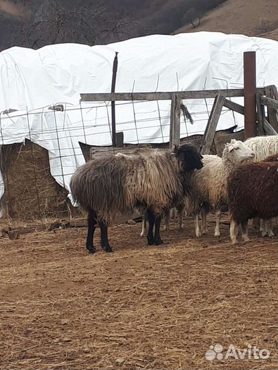 Овцы бараны