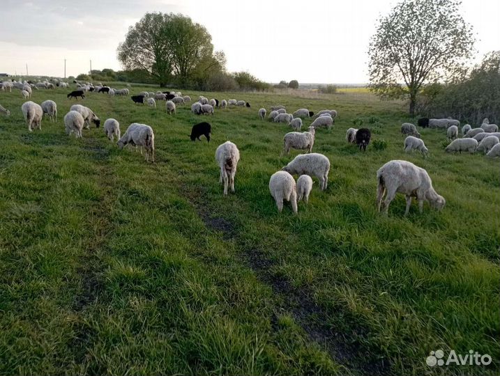 Овцы бараны