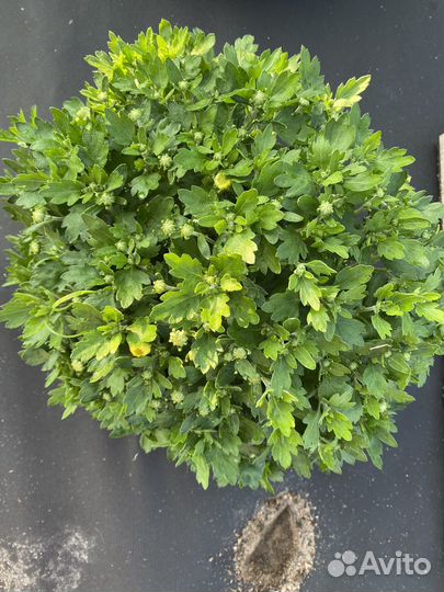 Хризантемы мультифлора