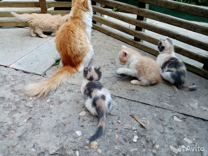 Отдам котят в добрые руки
