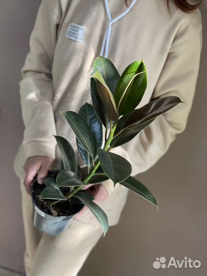 Фикус эластика мелани D14