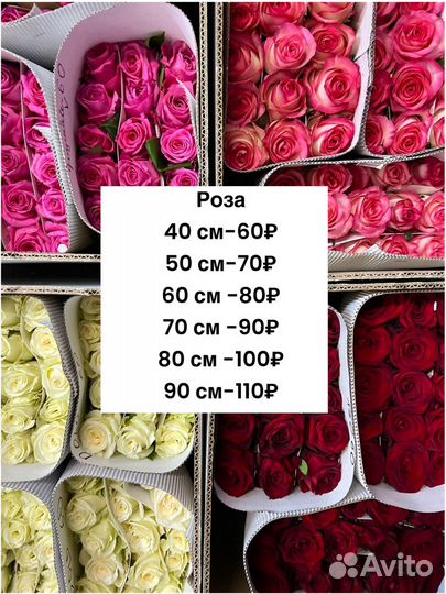 Роза/101 роза/букеты из роз