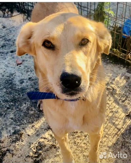 Собака в беде в добрые руки