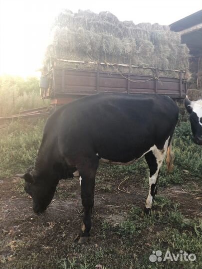 Тёлка полуторка