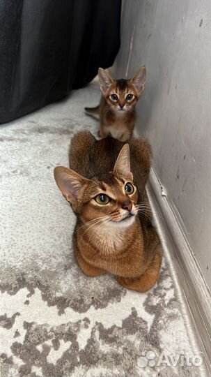 Абиссинская кошка в разведение 9 месяцев