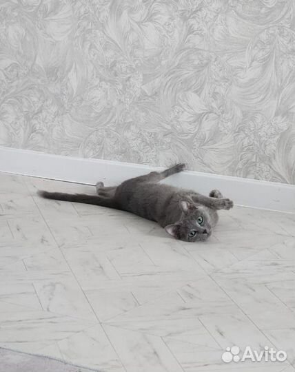 Русская голубая ищет жениха