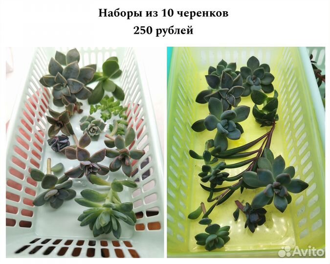 Суккуленты наборы черенков