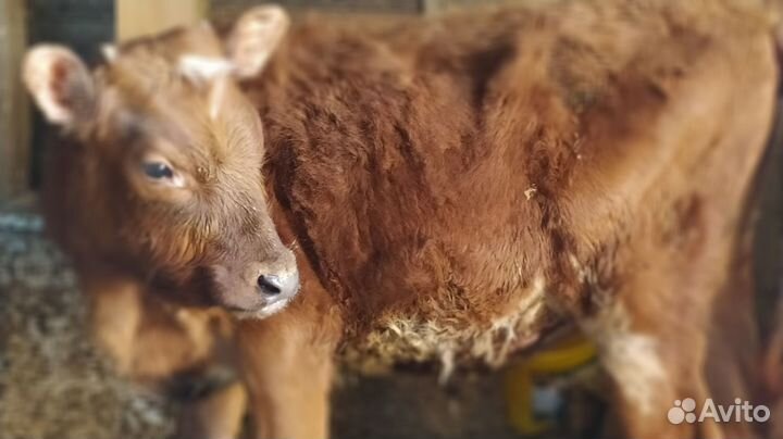Продам телку