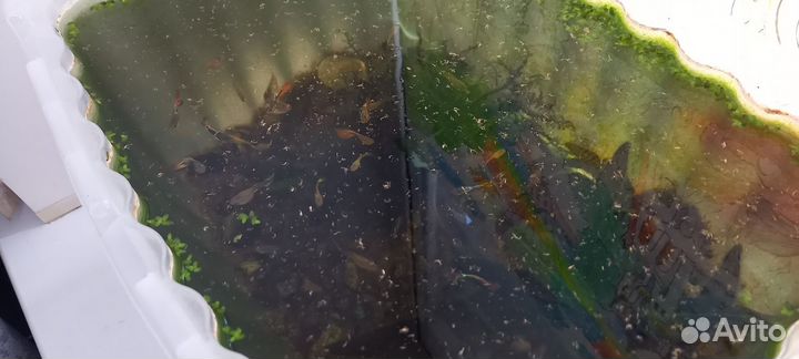 Аквариумные рыбки гуппи