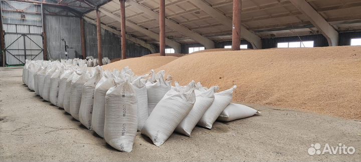 Пшеница зерно