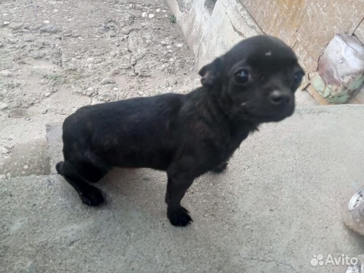 Собакен не моросит