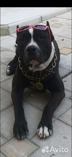 Питбультерьер