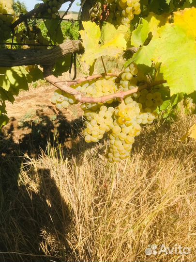 Виноград пино