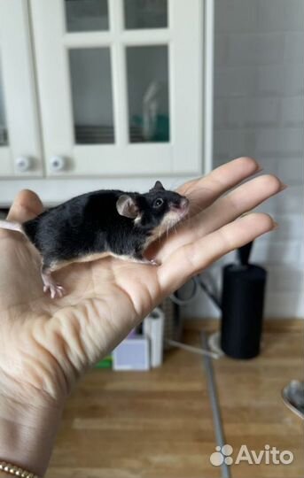 Сатиновые мышки