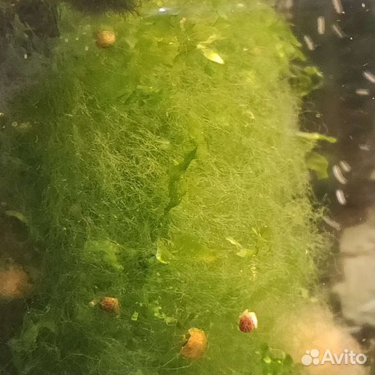 Акварюмные растения