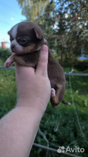 Чихуахуа мальчики