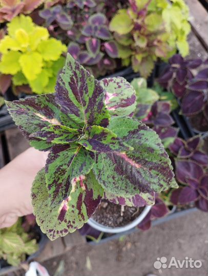 Колеус «Блюме Гиант Экзебишен»