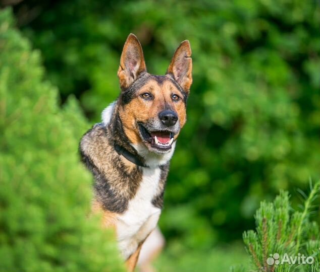 Красавец Бруно ищет дом и любящих хозяев