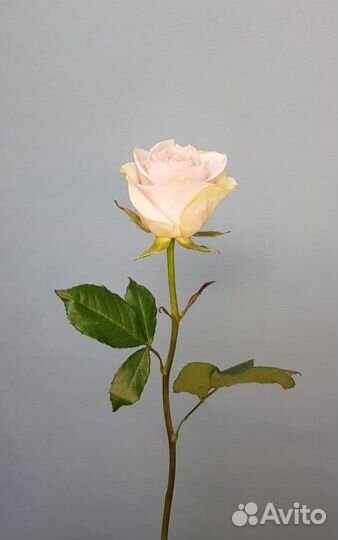 Доставка 46-10-00. Цветы. Роза нежно-розовая. Шары