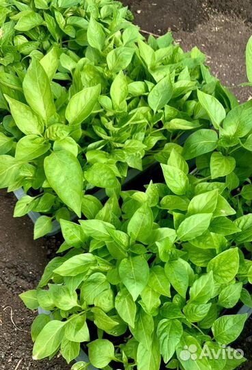 Рассада помидор и перцев. Огурцы и кабачки