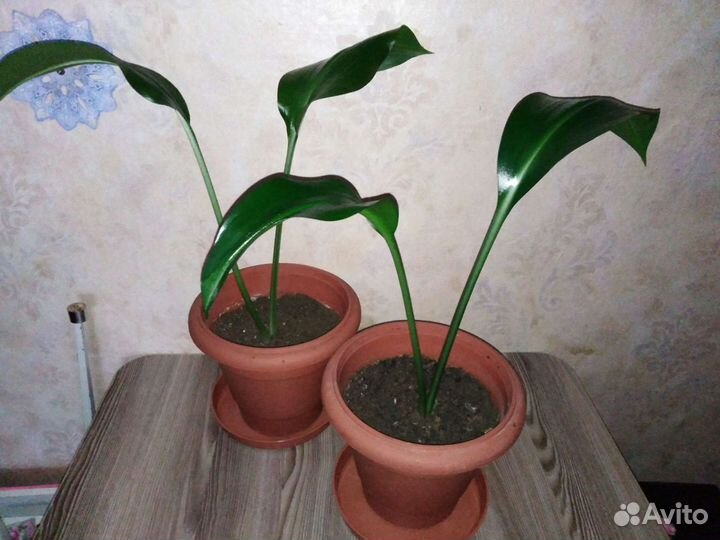 Амазонская лилия