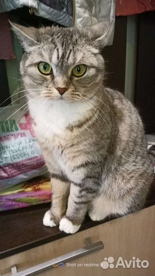 Кошка