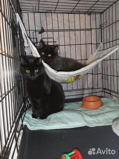 Без тени сомнения одни из самых красивых котят