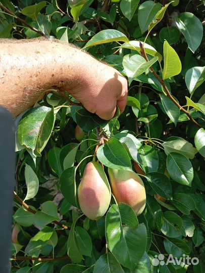 Яблоки *гала-шнига*